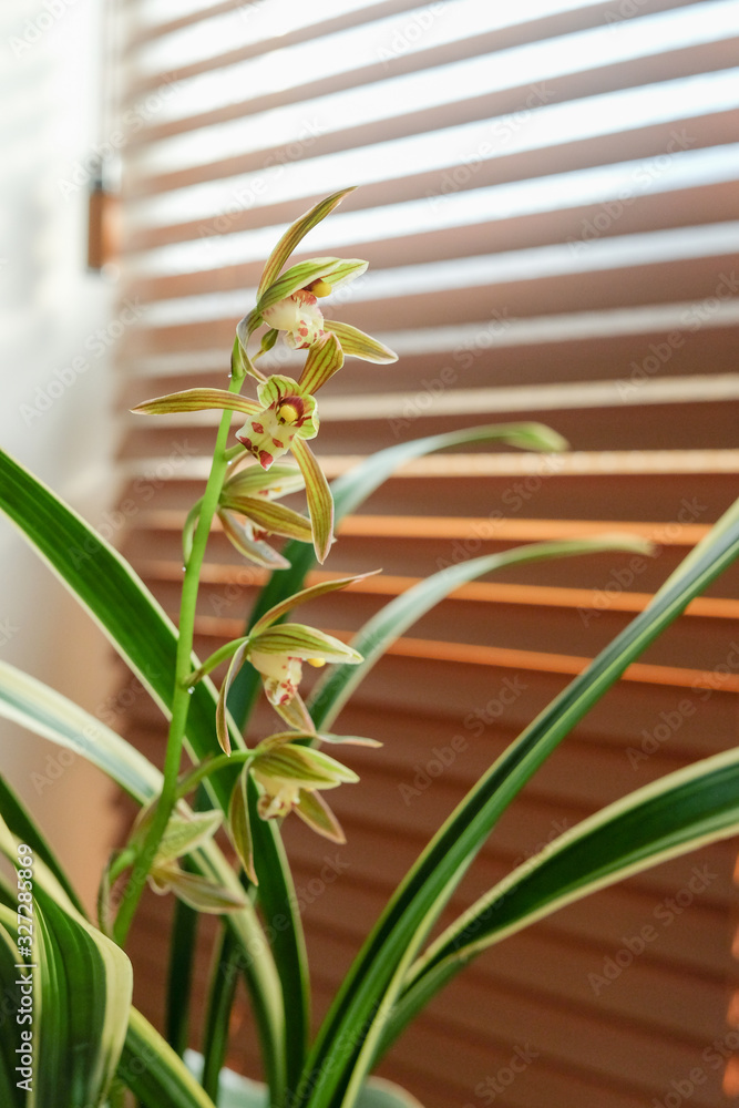 custom made wallpaper toronto digitalCymbidium goeringii flowers against office window background.