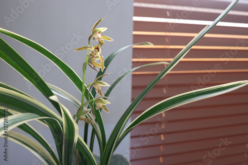 Wallpaper Mural Cymbidium goeringii flowers against office window background. Torontodigital.ca
