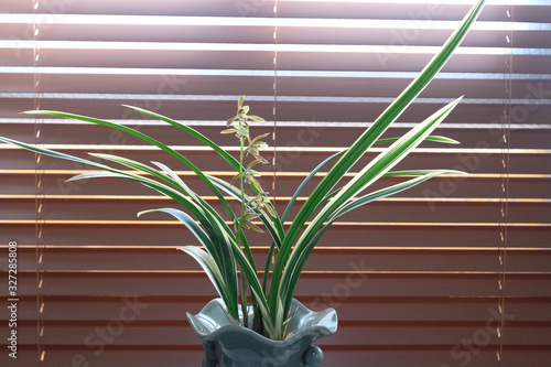 Wallpaper Mural Cymbidium goeringii flowers against office window background. Torontodigital.ca