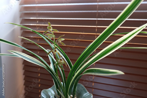 Wallpaper Mural Cymbidium goeringii flowers against office window background. Torontodigital.ca