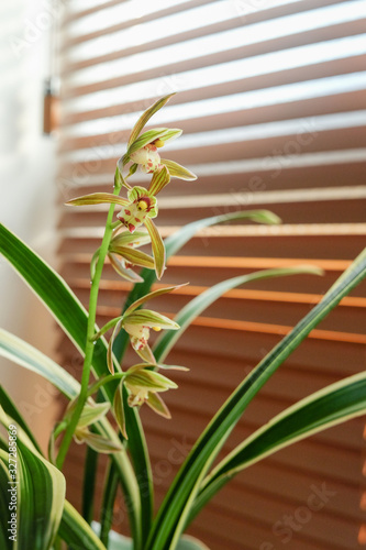 Wallpaper Mural Cymbidium goeringii flowers against office window background. Torontodigital.ca