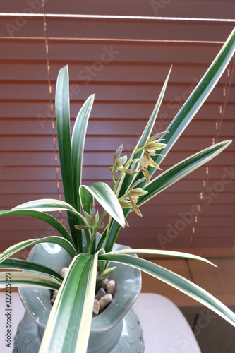 Wallpaper Mural Cymbidium goeringii flowers against office window background. Torontodigital.ca