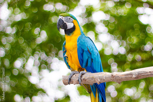 Bird Blue-and-yellow macaw standing on branches with blurred bokeh of three background