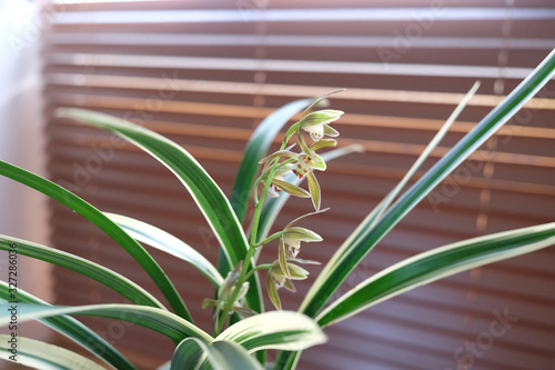 Wallpaper Mural Cymbidium goeringii flowers against office window background. Torontodigital.ca