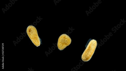 zoanthella larvae under the microscope, phylum Cnidaria, most likely coral larva, found in the Atlantic Ocean photo