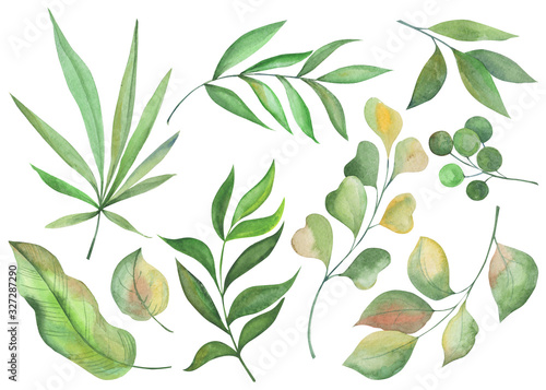 watercolor picture, set of leaves