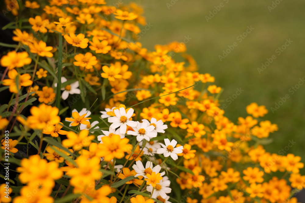 Yellow and white .Cosmos flowers bloom in the morning Yellow and white .Cosmos flowers bloom in the morning