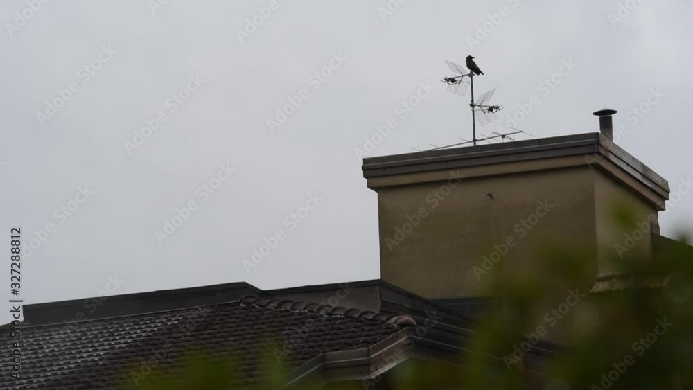 crow on the roof top and aerial antenna crow on the roof top and aerial antenna