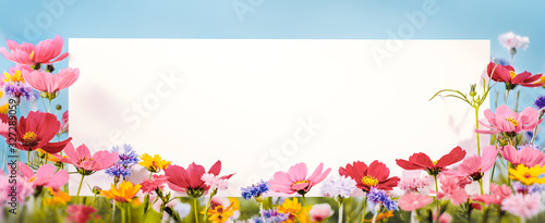 Cosmos flower with blank card
