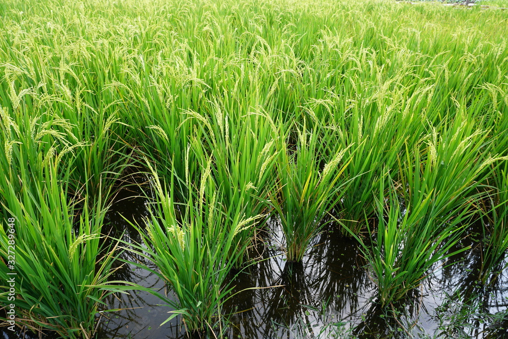 Fototapeta premium green rice field