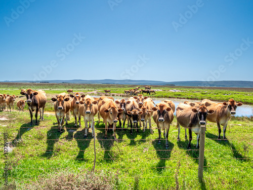 Group of cute South African cows grazing in a row