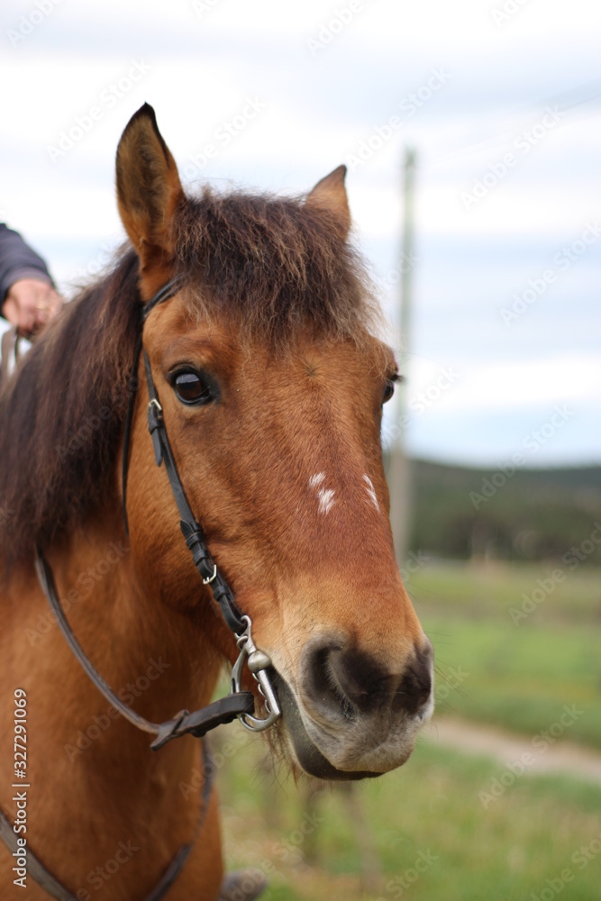 cheval cheval
