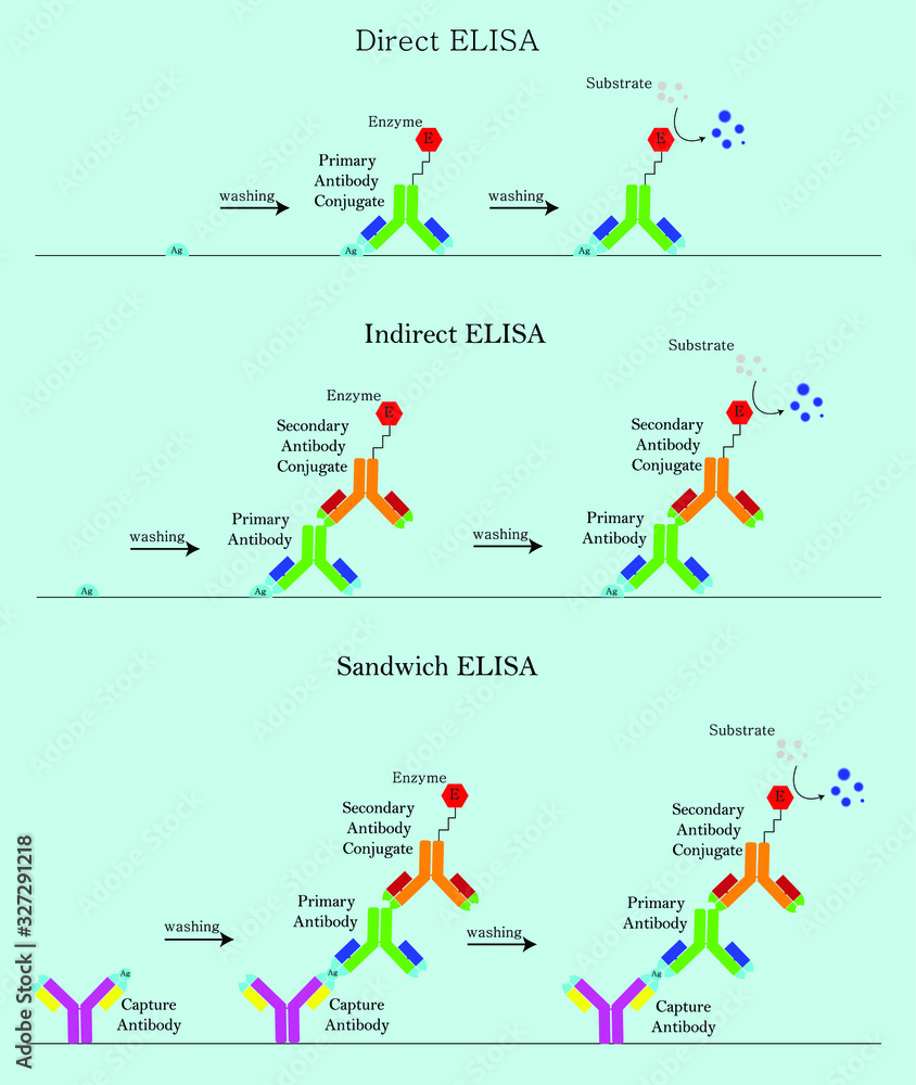3 type ELISA in laboratory Direct ELISA, Indirect ELISA, Sandwich ELISA ...