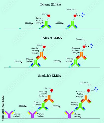 3 type ELISA in laboratory Direct ELISA, Indirect ELISA, Sandwich ELISA, biotechnology immunoassay