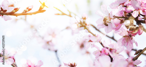 Almond blossoms over blurred nature background © Morgan Studio