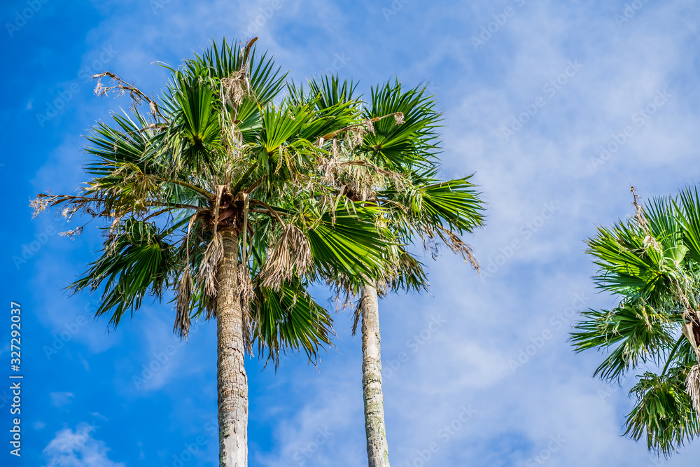 Fototapeta premium 青空とヤシの木 南国の雰囲気