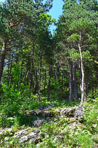 Beautiful coniferous forest on a cliff. Tall green pines among large stones on the slope. Landscape on a bright sunny summer day. Horizontal photography.