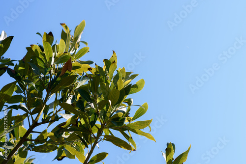 Laurus nobilis. Detail of laurel branches on a sunny day with the sky in the background. Nature concept.