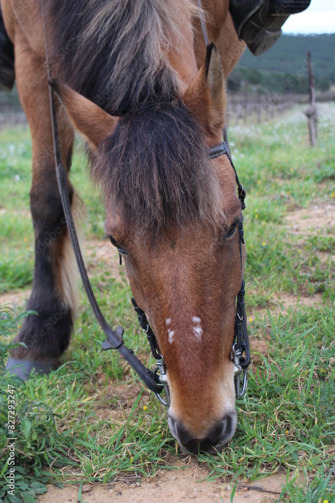 Fototapeta premium cheval