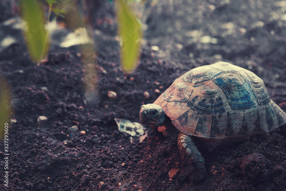 Obraz premium Wild small turtle walking outdoor.