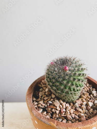 Budding pink flower growth on small cactus