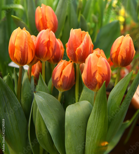 Tulip Princess Irene, delightful color combination of orange with purple flames photo