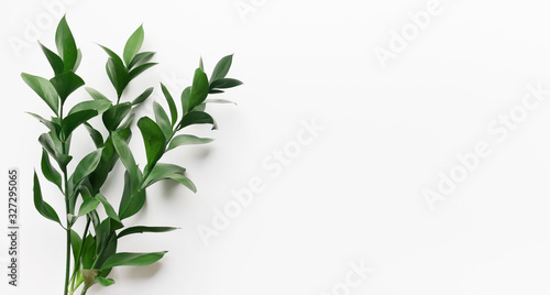 Green living plant branch on white background
