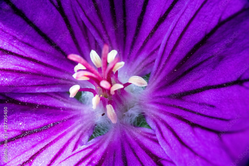 Obraz premium Blume