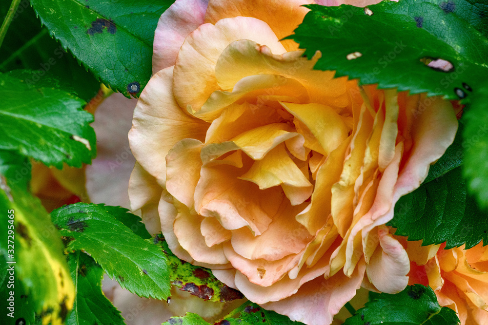 Blume Blume