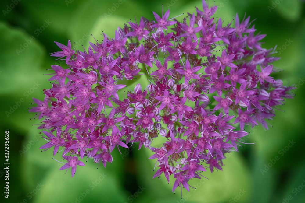 Obraz premium Blume
