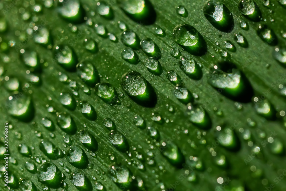 Leaf of plant with water drops, closeup Leaf of plant with water drops, closeup
