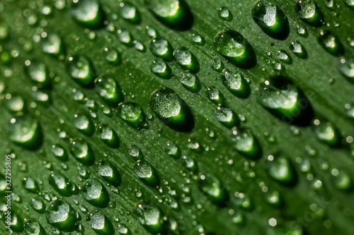 Leaf of plant with water drops, closeup © Pixel-Shot