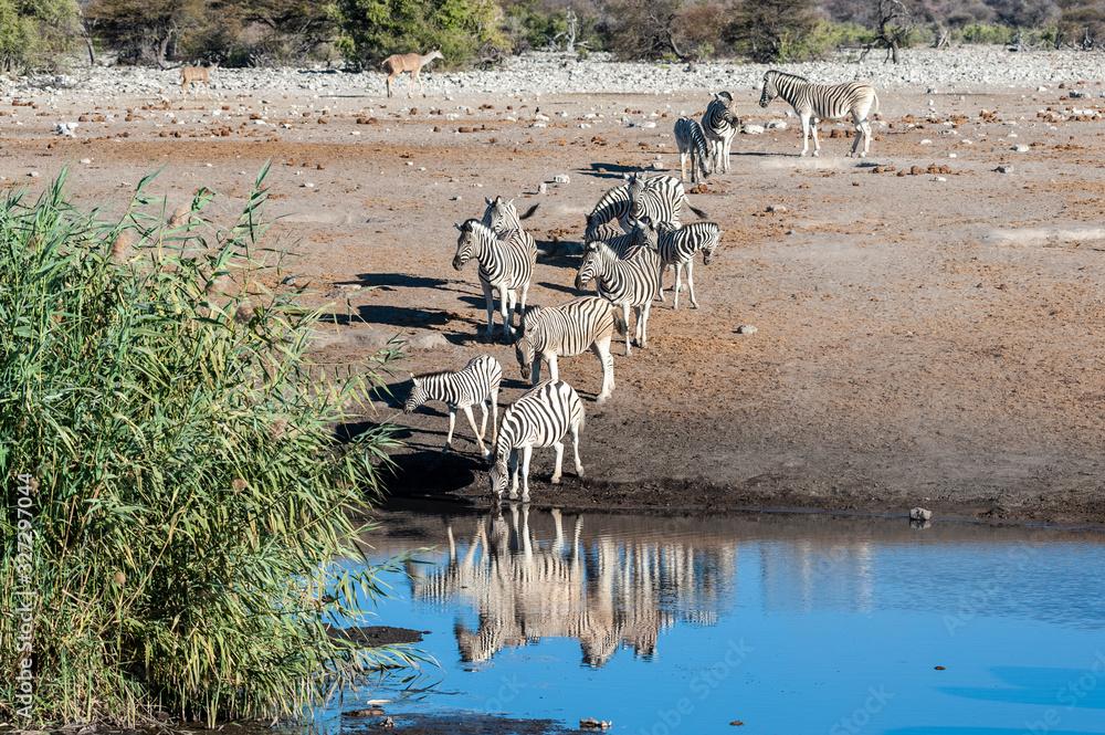 A group of Burchell's Plains zebra -Equus quagga burchelli- drinking from a waterhole in Etosha National Park, Namibia. A group of Burchell's Plains zebra -Equus quagga burchelli- drinking from a waterhole in Etosha National Park, Namibia.