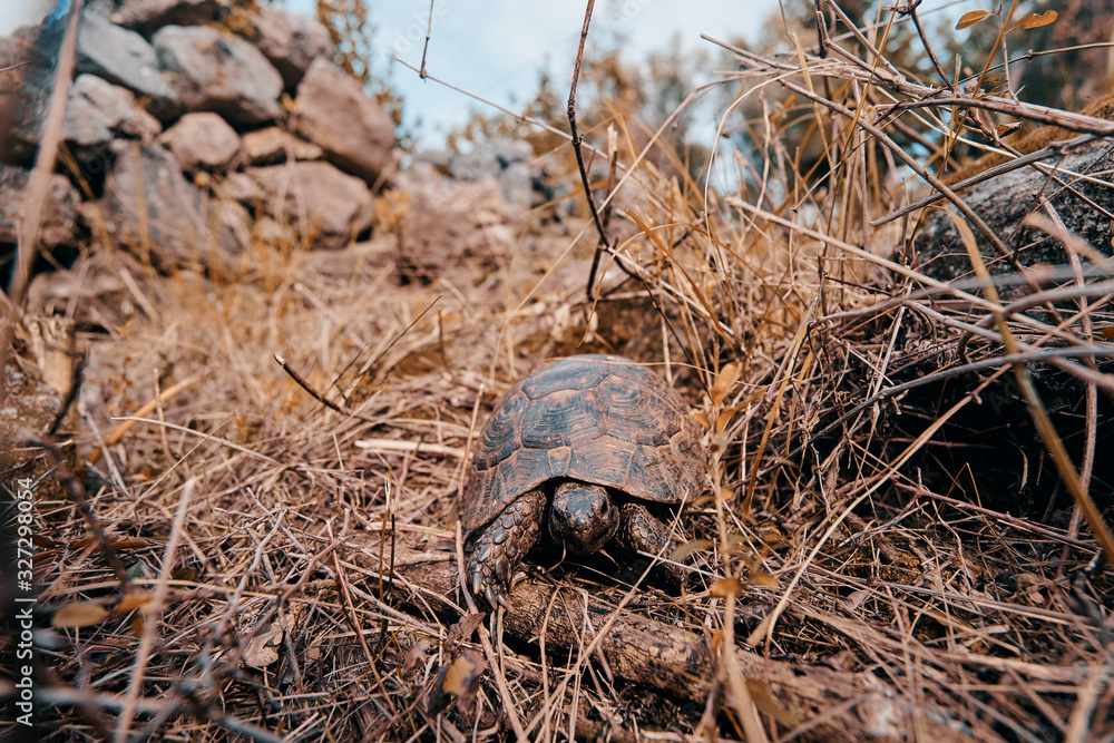 Fototapeta premium Small wild turtle walking outdoor.
