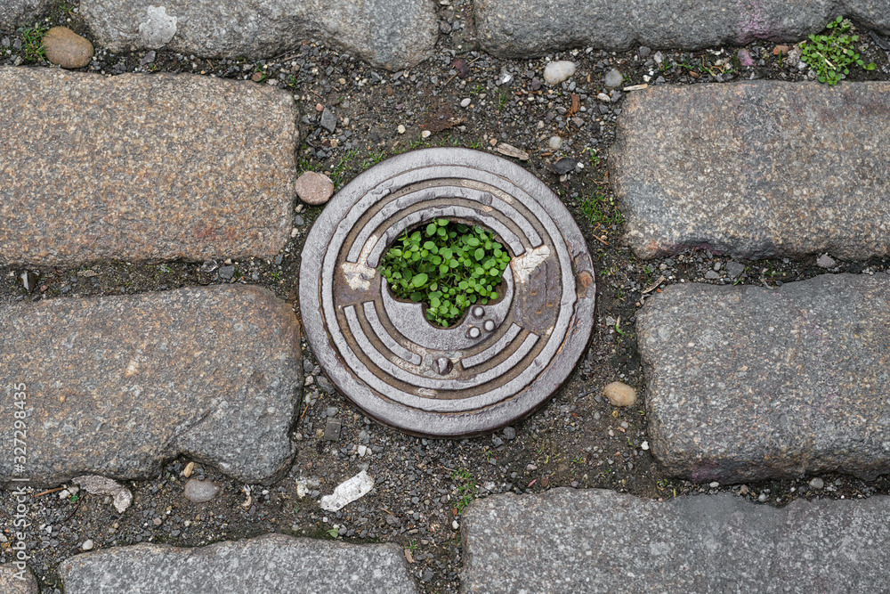 Green plants growing in the metal