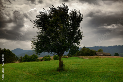 dark clouds, stormy sky and one tree on a meadow in carpathian mountains, wind, countryside, spruces on hills, beautiful nature, summer landscape