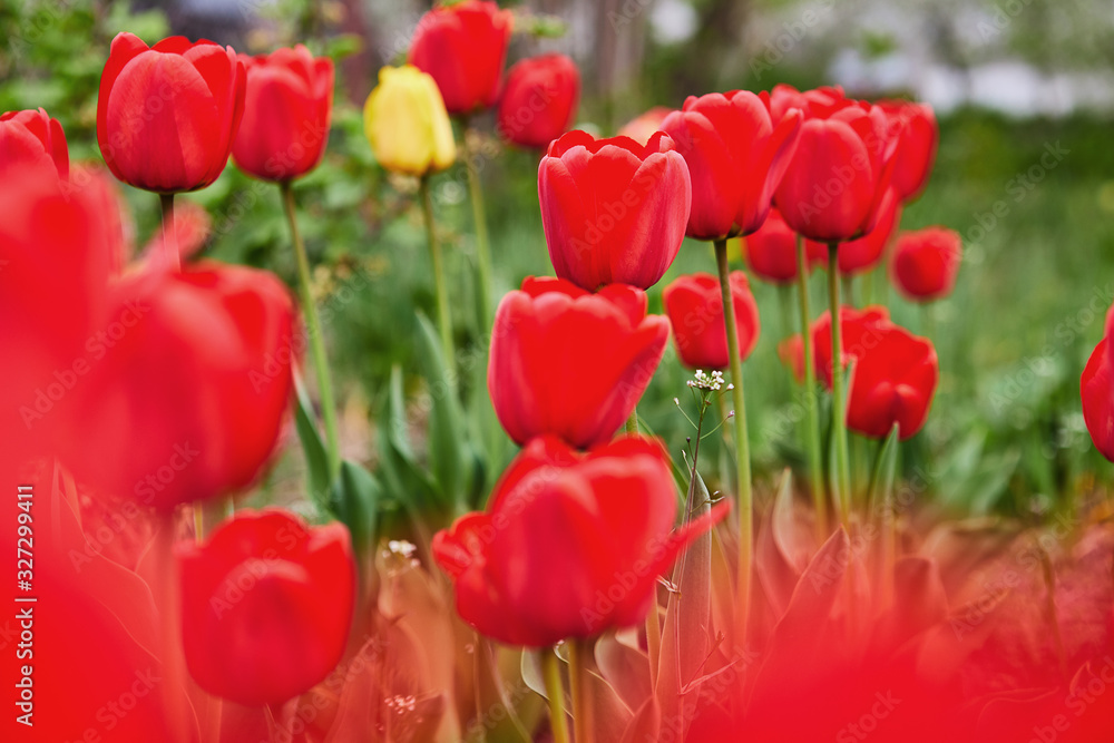 Obraz premium a lot of beautiful red tulips growing in the garden on springtime as flowers concept