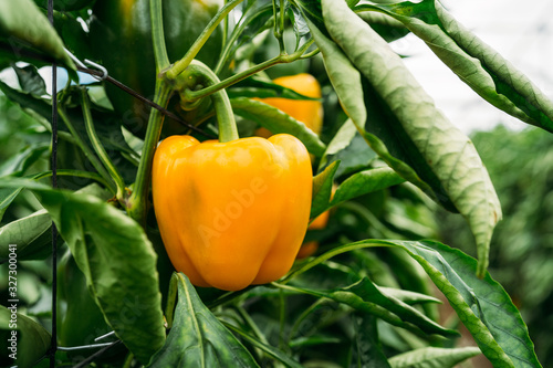 Yellow pepper cultivation on an ecological greenhouse