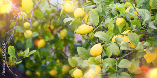 Lemon garden, Summer background