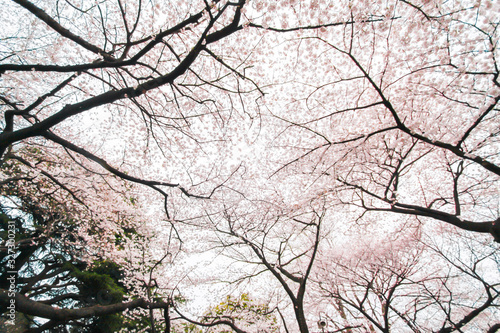 Sakura (Cherry) blossom in Shinjuku Park of Tokyo, Japan