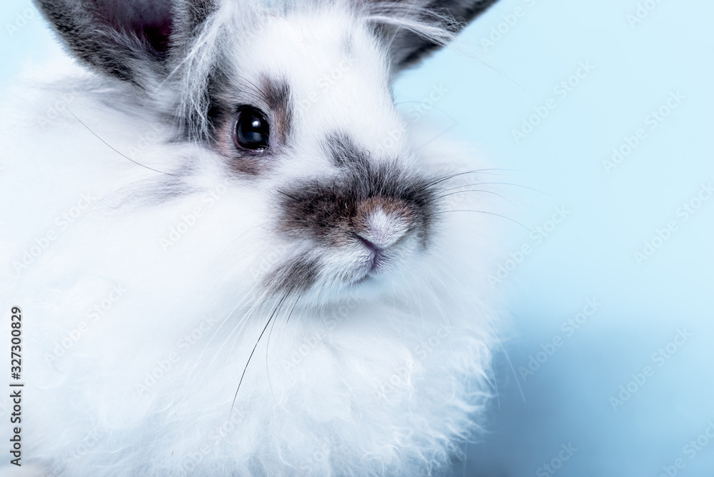 Close up images of White furry rabbit with long black ears and fur around its eyes, On blue soft background, to pet and animal concept. Close up images of White furry rabbit with long black ears and fur around its eyes, On blue soft background, to pet and animal concept.