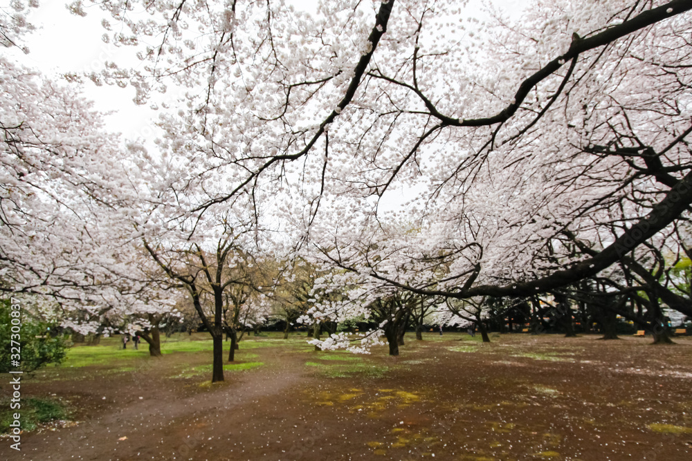 Sakura (Cherry) blossom in Shinjuku Park of Tokyo, Japan Sakura (Cherry) blossom in Shinjuku Park of Tokyo, Japan