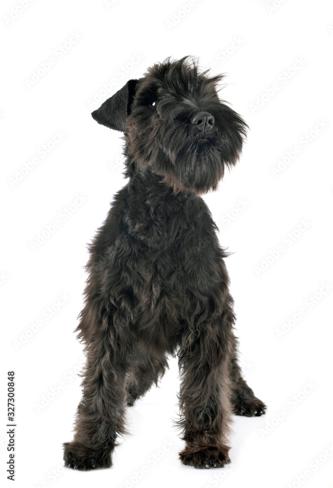 black miniature schnauzer in studio