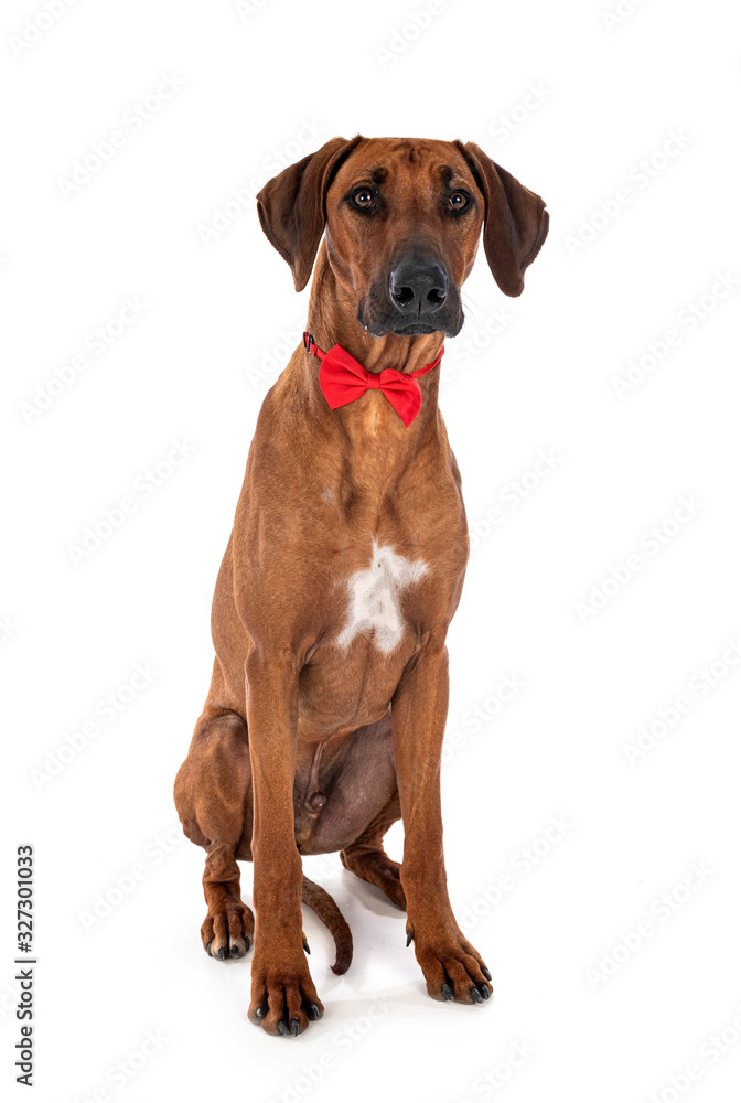 Rhodesian Ridgeback in studio Rhodesian Ridgeback in studio