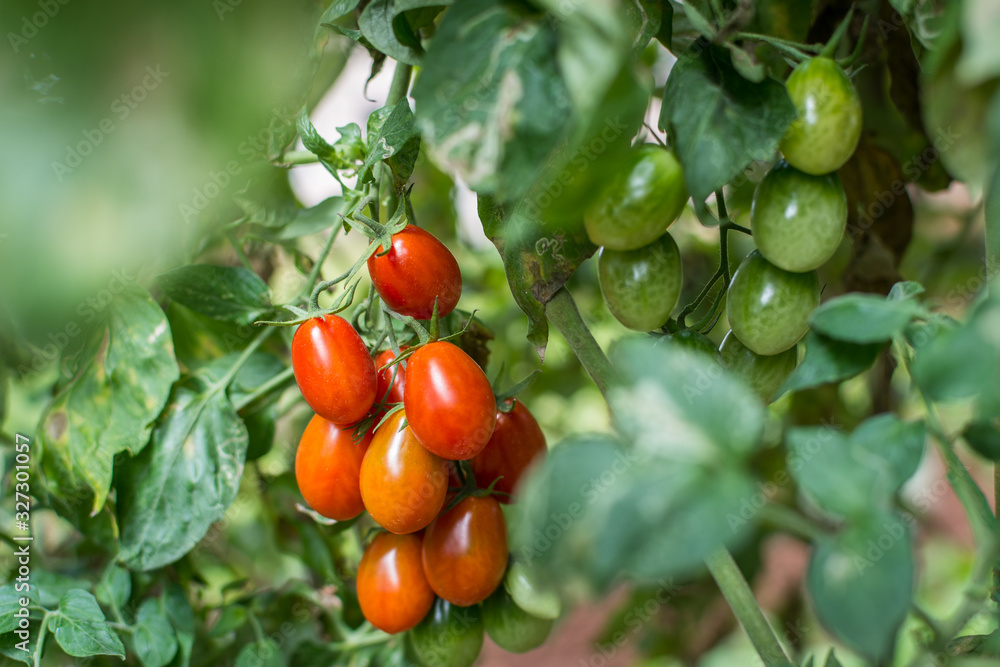 closeup of a bunch ripe roma tomatoes hanging on a vine closeup of a bunch ripe roma tomatoes hanging on a vine