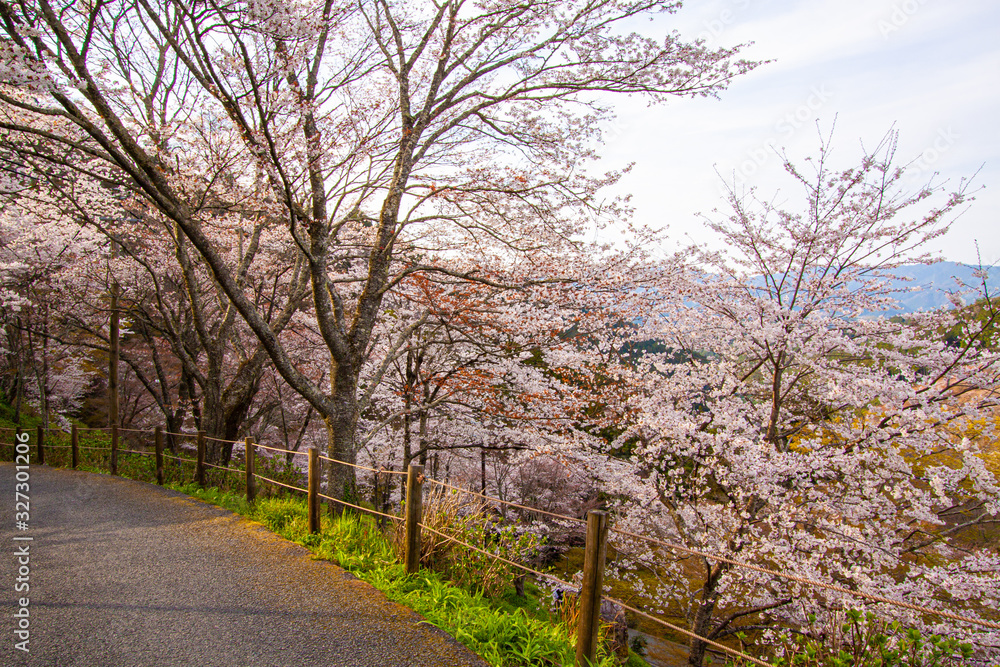 Wild Sakura (Cherry) Blossom in Yoshinoyama, Nara, Japan