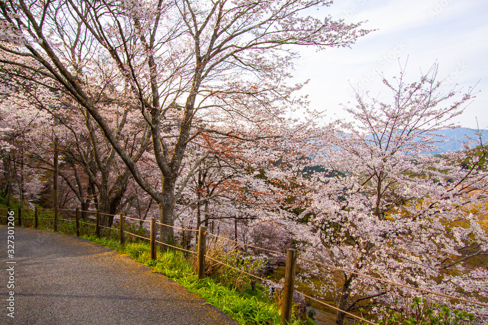 Wild Sakura (Cherry) Blossom in Yoshinoyama, Nara, Japan Wild Sakura (Cherry) Blossom in Yoshinoyama, Nara, Japan