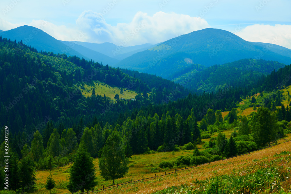 wild nature, summer landscape in carpathian mountains, wildflowers and meadow, spruces on hills, beautiful cloudy sky