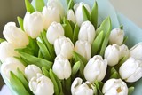 Beautiful white tulips for Mother's Day on neutral background