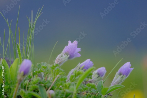 Beautiful primroses. The penisula blooms in the mountains. Beautiful violet flower. Close-up. Blurred background.